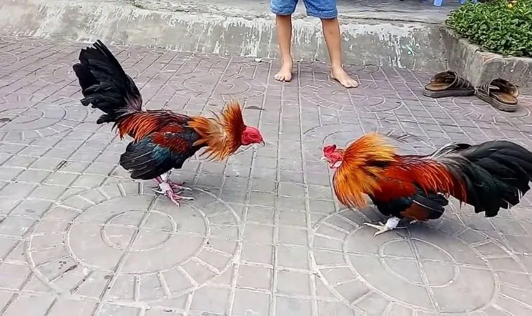 Trận đấu đá gà Sabong hấp dẫn tại MMLive